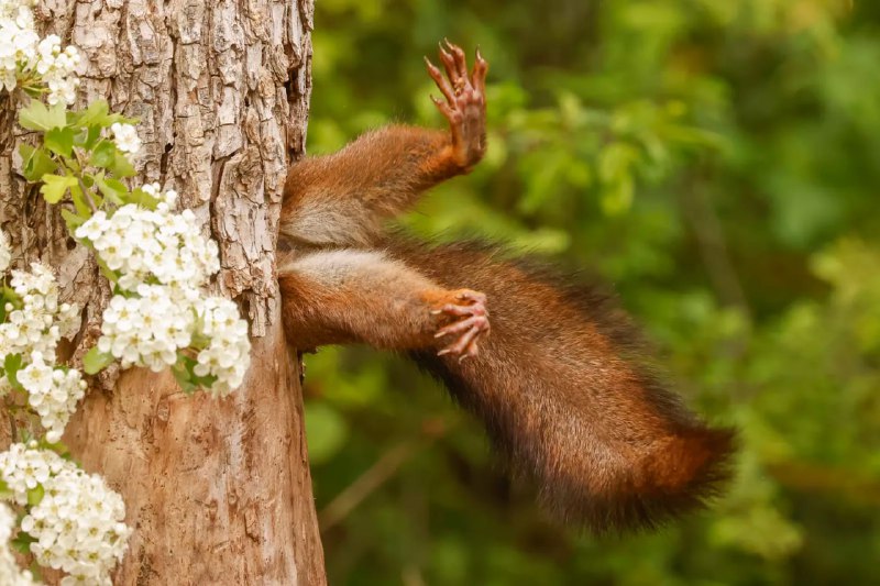 Лучшие фотографии дикой природы: победители Comedy Wildlife Awards 2024