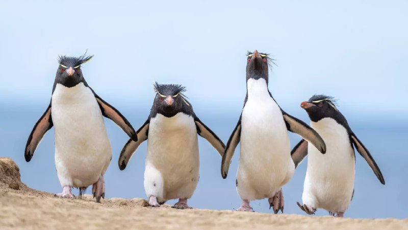 Лучшие фотографии дикой природы: победители Comedy Wildlife Awards 2024