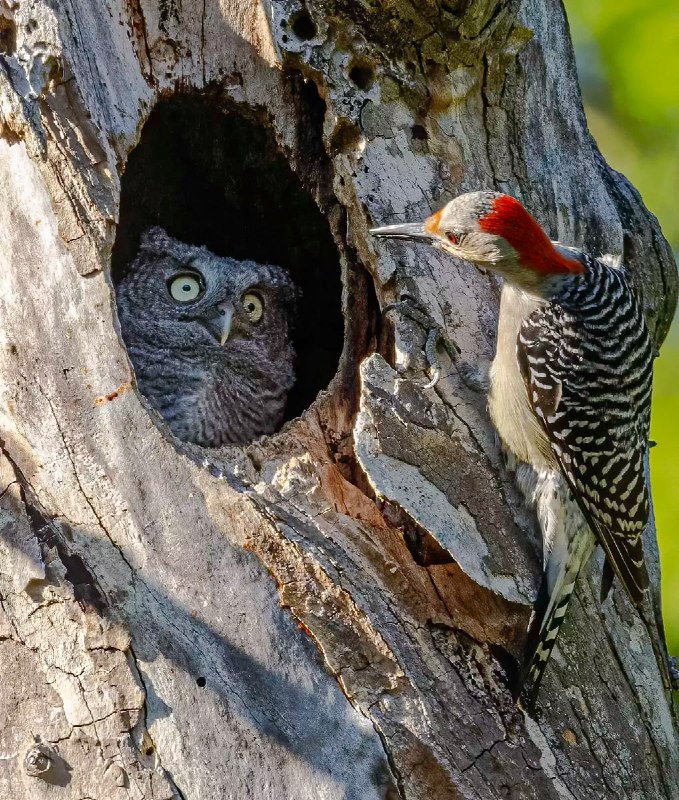 Лучшие фотографии дикой природы: победители Comedy Wildlife Awards 2024