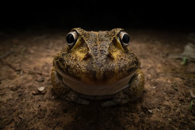Лучшие фотографии дикой природы: победители Comedy Wildlife Awards 2024