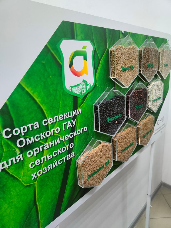 Инновации в агрономии: достижения омских селекционеров
