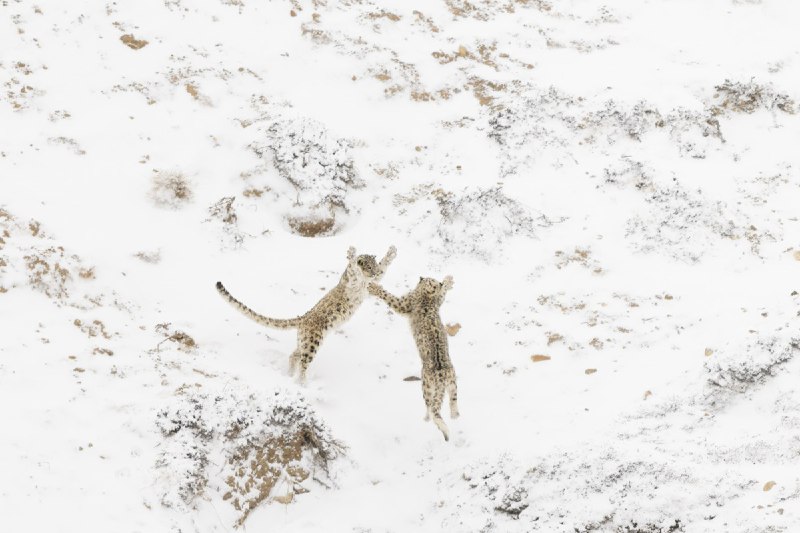 Победители фотоконкурса Nature Photographer of the Year 2024