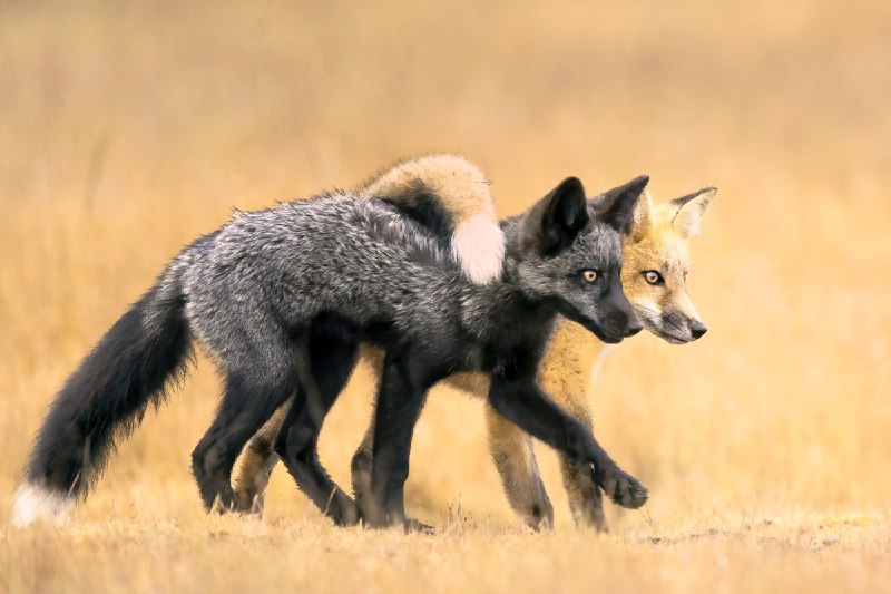 Победители фотоконкурса Nature Photographer of the Year 2024