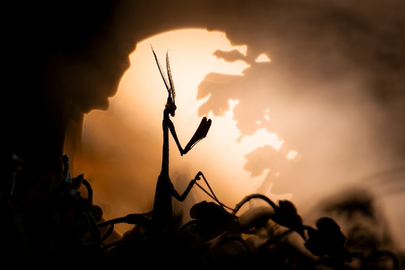 Победители фотоконкурса Nature Photographer of the Year 2024