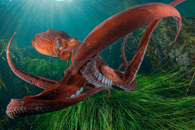 Победители фотоконкурса Nature Photographer of the Year 2024