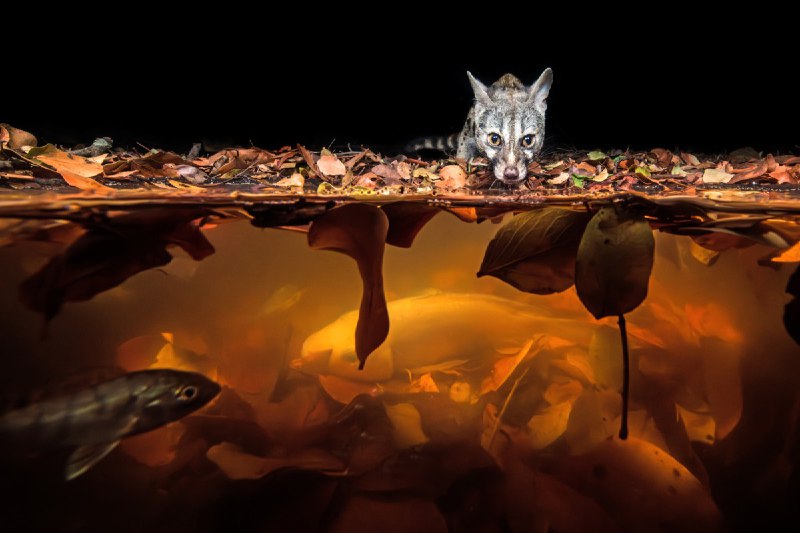 Победители фотоконкурса Nature Photographer of the Year 2024