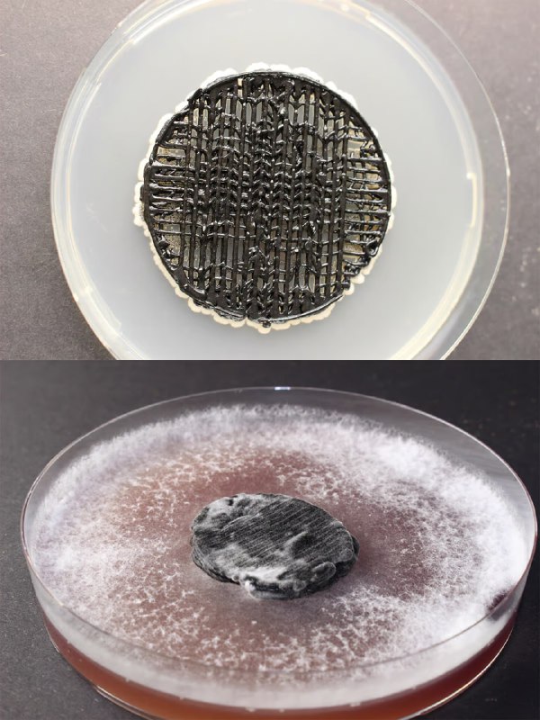 Innovative Mushroom-Powered Battery Developed by Swiss Researchers