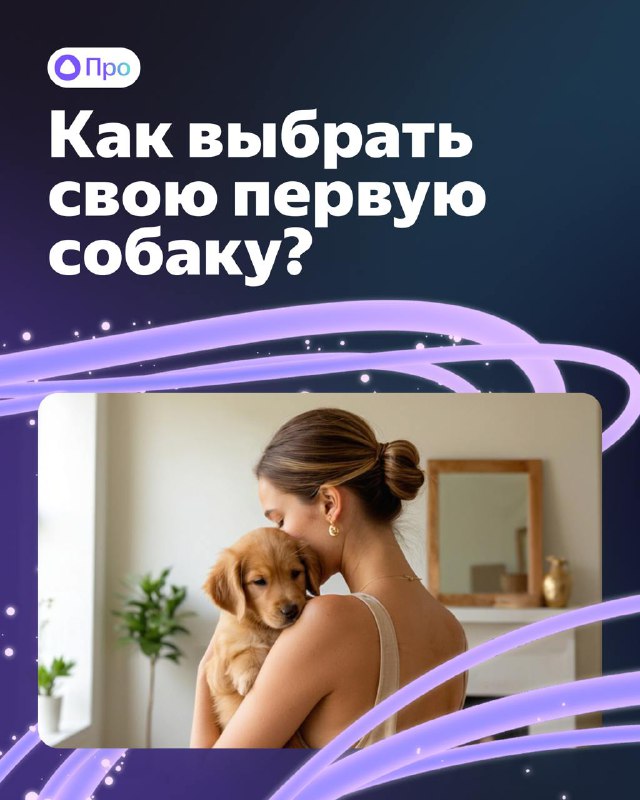 Как Алиса поможет стать владельцем собаки