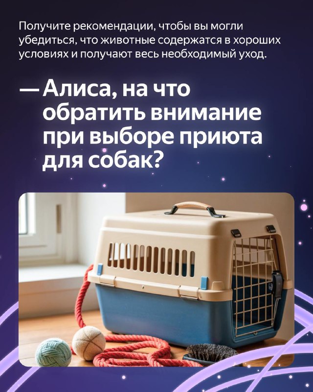 Как Алиса поможет стать владельцем собаки