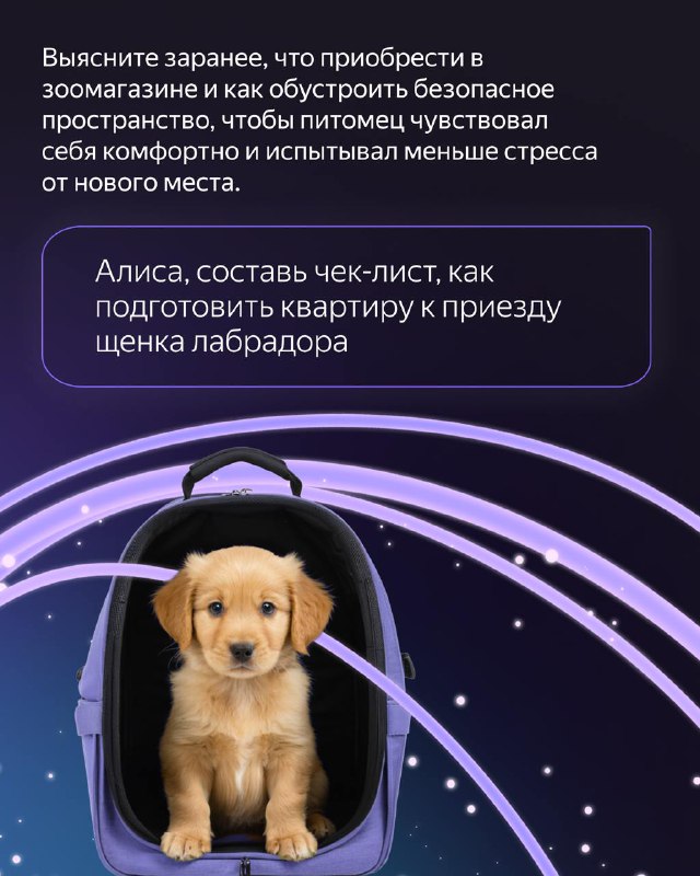 Как Алиса поможет стать владельцем собаки