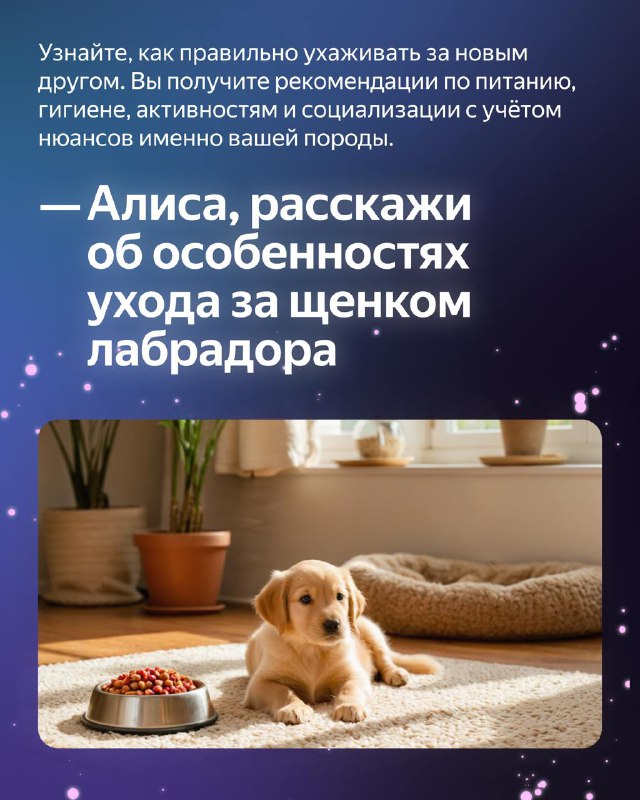 Как Алиса поможет стать владельцем собаки