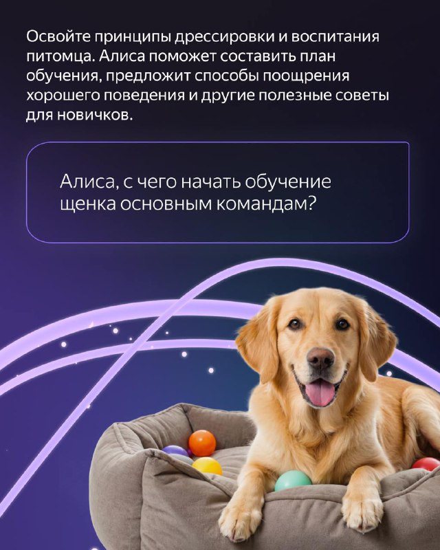 Как Алиса поможет стать владельцем собаки