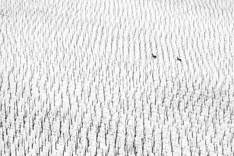 Победители конкурса World Nature Photography Awards 2025