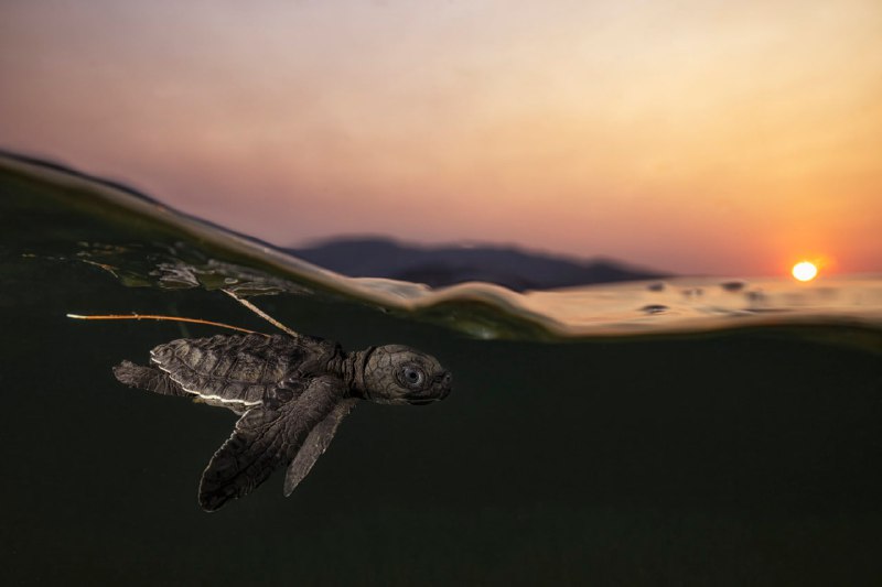 Победители конкурса World Nature Photography Awards 2025