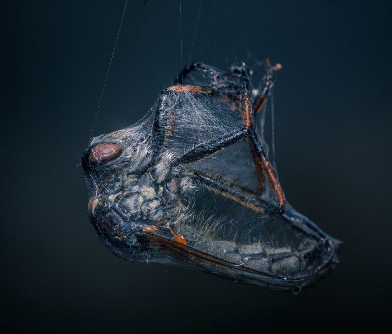 Победители конкурса World Nature Photography Awards 2025