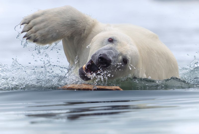 Победители конкурса World Nature Photography Awards 2025