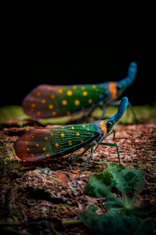 Победители конкурса World Nature Photography Awards 2025