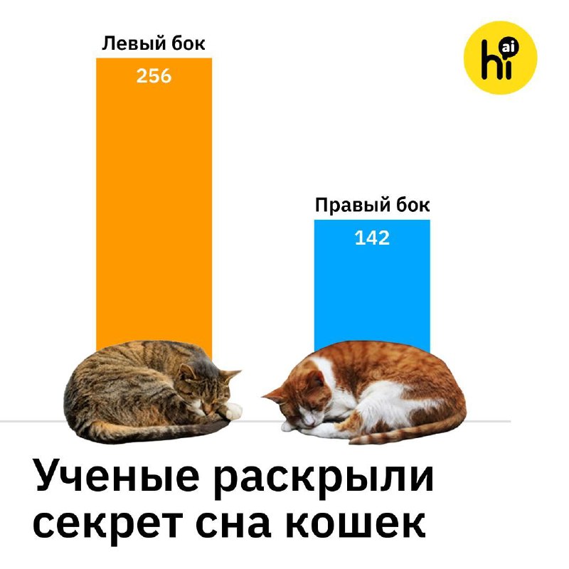 Почему большинство кошек предпочитает спать на левом боку: научное объяснение